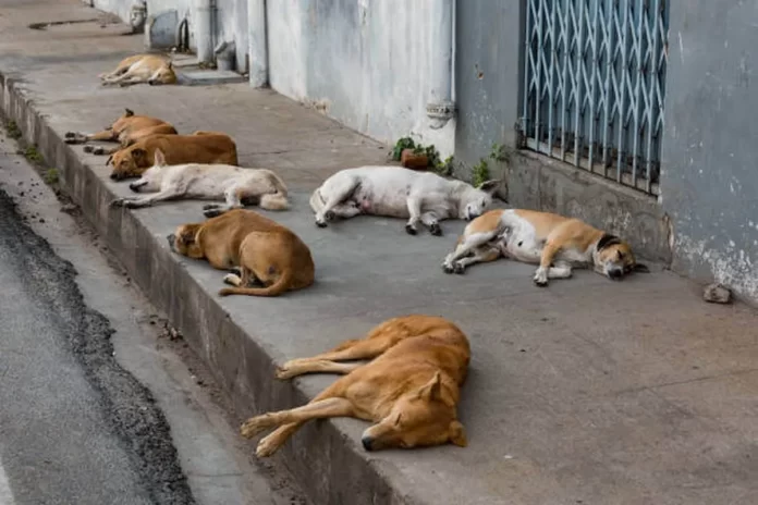 Dia Internacional Del Perro Callejero Por Que Se Festeja El 27 Julio
