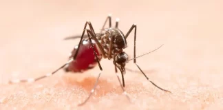 Brote de malaria en Alemania deja tercera víctima mortal y eleva la alerta sanitaria El Brote De Malaria En Alemania Se Cobra Su Tercera Victima Moral