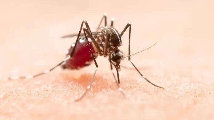 El Brote De Malaria En Alemania Se Cobra Su Tercera Victima Moral
